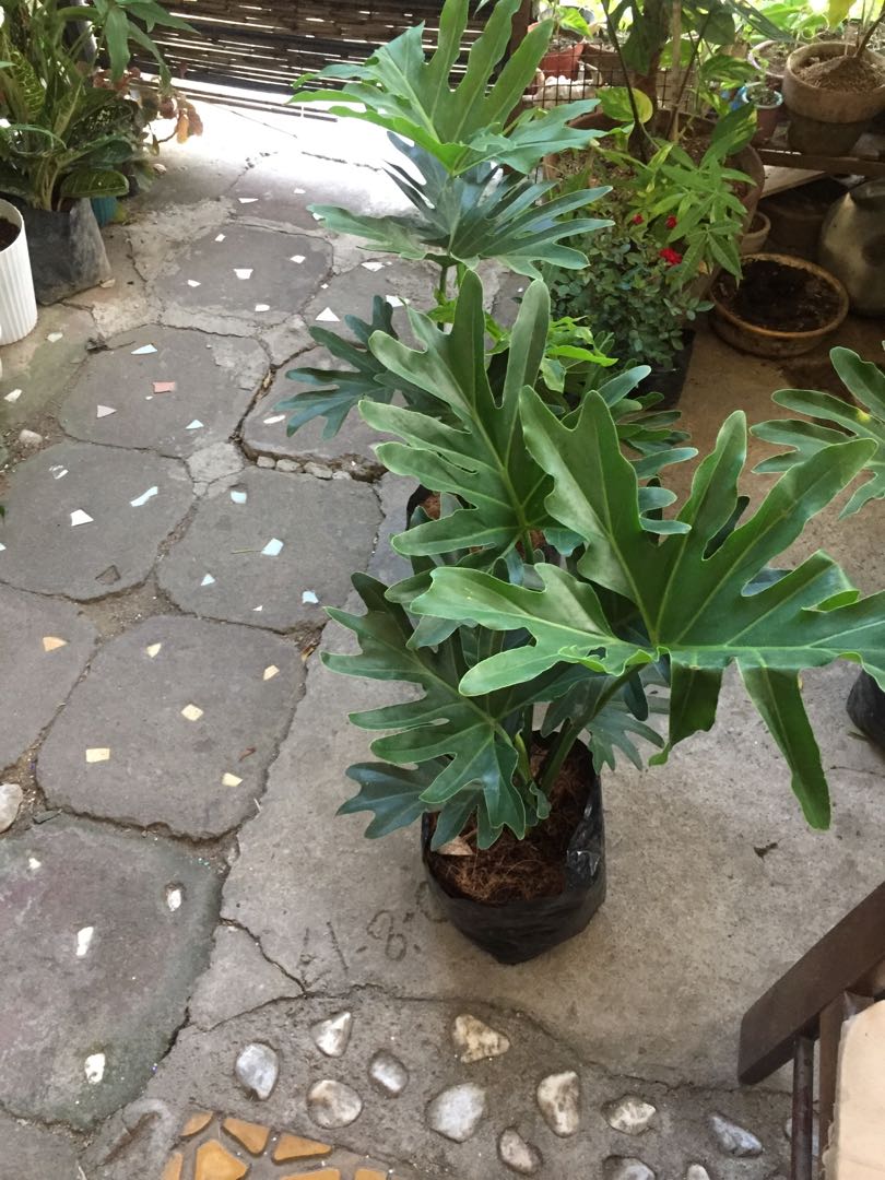 Five Fingers Plant Furniture Home Living Gardening Plants Seeds Five fingers plant furniture home living gardening plants seeds