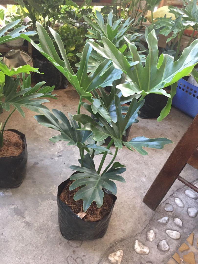 Five Fingers Plant Furniture Home Living Gardening Plants Seeds Five fingers plant furniture home living gardening plants seeds