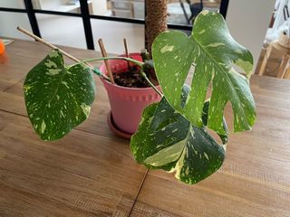 (Category: ) located in . Submitted by plantltd (Listing ID 1151089932, Image 1). Description: .