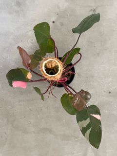 (Category: ) located in . Submitted by plantltd (Listing ID 1151090219, Image 1). Description: .