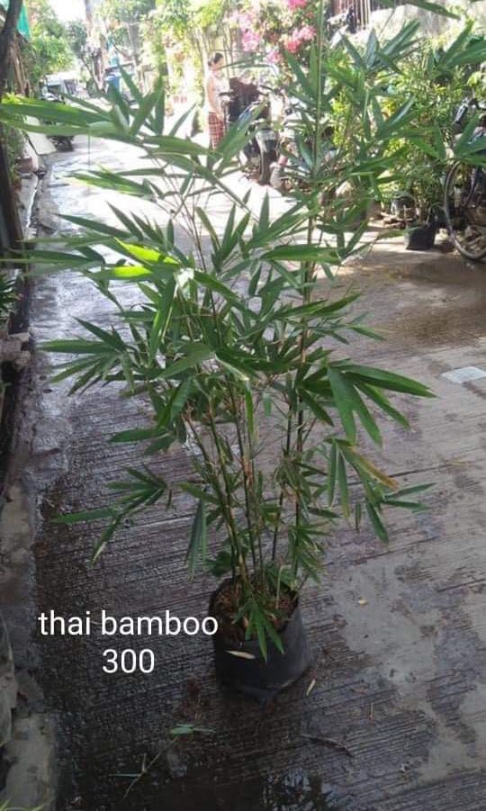 Thai Bamboo plant, Furniture & Home Living, Gardening, Plants & Seeds