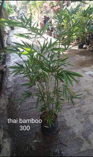 Thai Bamboo plant