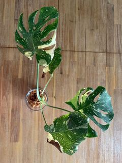 (Category: ) located in . Submitted by plantltd (Listing ID 1151089715, Image 1). Description: .
