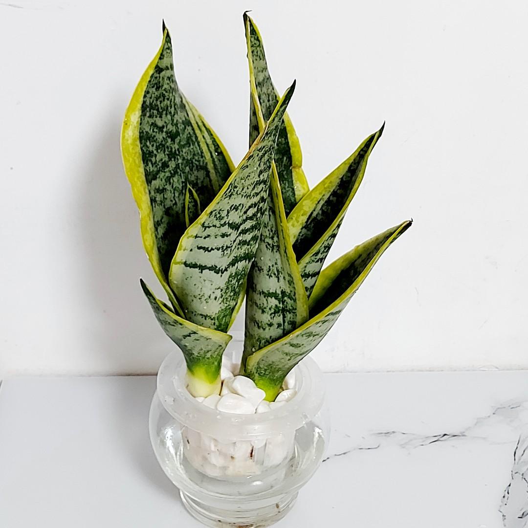 水培金邊虎尾蘭 Sansevieria 虎尾蘭是生旺的常綠植物 有美化 點綴環境的作用 又能起辟邪 鎮宅 生旺的風水作用 虎尾蘭更是天然的清道夫 可以防輻射 吸收有毒氣體和塵埃 讓人在一個健康的環境中工作生活 它的栽種很簡單 適應性強 水培栽種更能减少