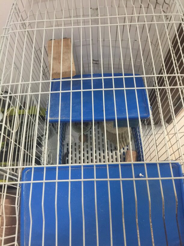 Chinchilla cage, Pet Supplies, Homes & Other Pet Accessories on Carousell