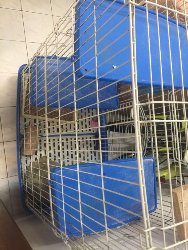 Chinchilla cage, Pet Supplies, Homes & Other Pet Accessories on Carousell