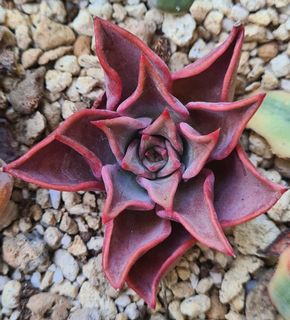 (Category: ) located in . Submitted by succulent.aurora (Listing ID 1151299373, Image 1). Description: .