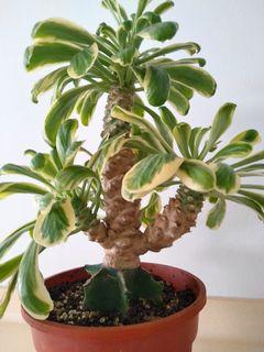 Euphorbia poissonii variegated succulent plant