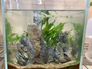 (Category: ) located in . Submitted by collartotail (Listing ID 1151198788, Image 1). Description: .