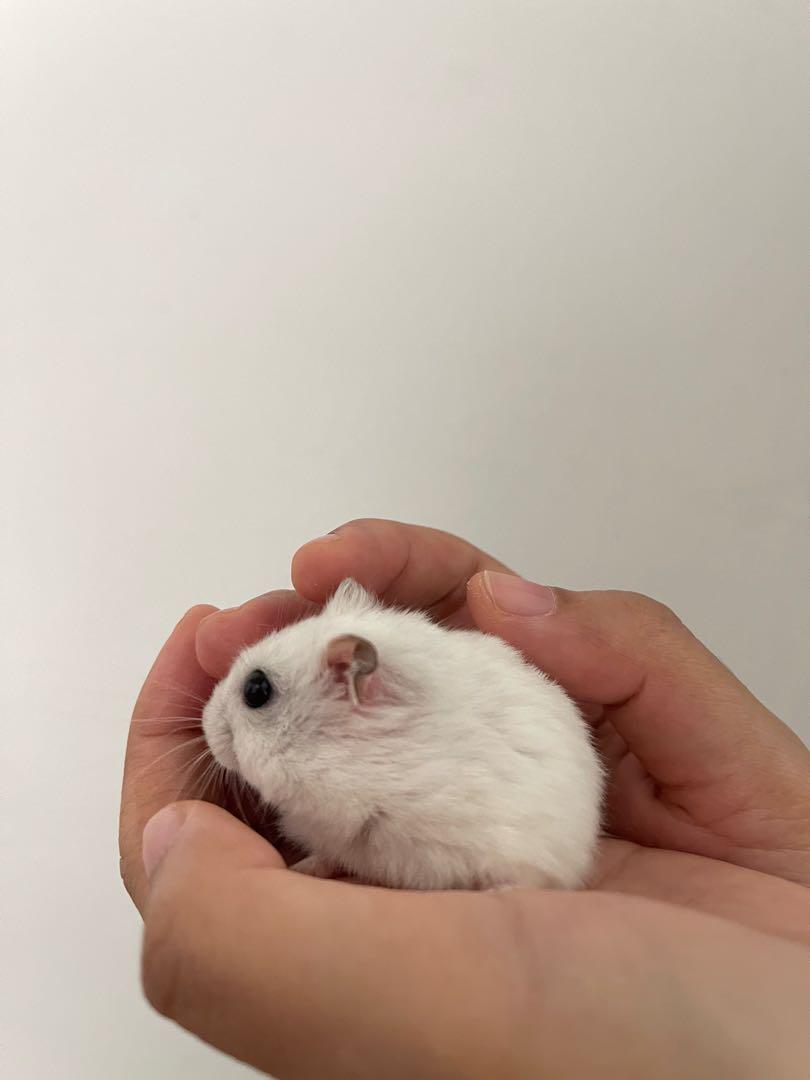 Petsmart winter hot sale white hamster