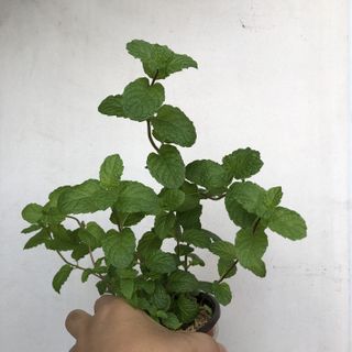 (Category: ) located in . Submitted by urbangardener (Listing ID 1151229951, Image 1). Description: .