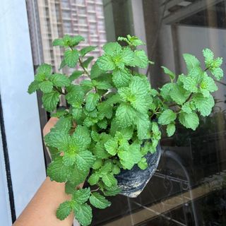 (Category: ) located in . Submitted by urbangardener (Listing ID 1151253981, Image 1). Description: .