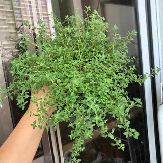 (Category: ) located in . Submitted by urbangardener (Listing ID 1151253024, Image 1). Description: .