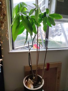 （分類：）位於 。 由 pheebspheebs 提交（商品編號 1151226722，圖片 1）。簡介： 。