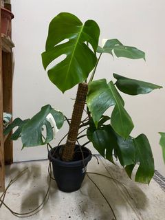(Category: ) located in . Submitted by collartotail (Listing ID 1151387303, Image 1). Description: .