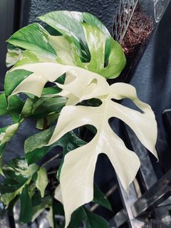 (Category: ) located in . Submitted by pompipiplants (Listing ID 1151314167, Image 1). Description: .