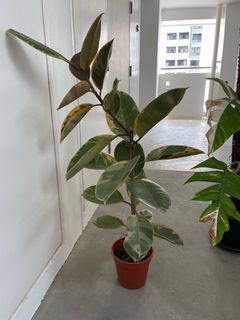 (Category: ) located in . Submitted by plantltd (Listing ID 1151210898, Image 1). Description: .