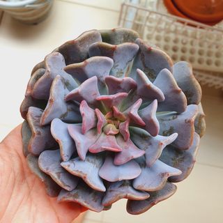 (Category: ) located in . Submitted by succulentworldsg (Listing ID 1151520793, Image 1). Description: .