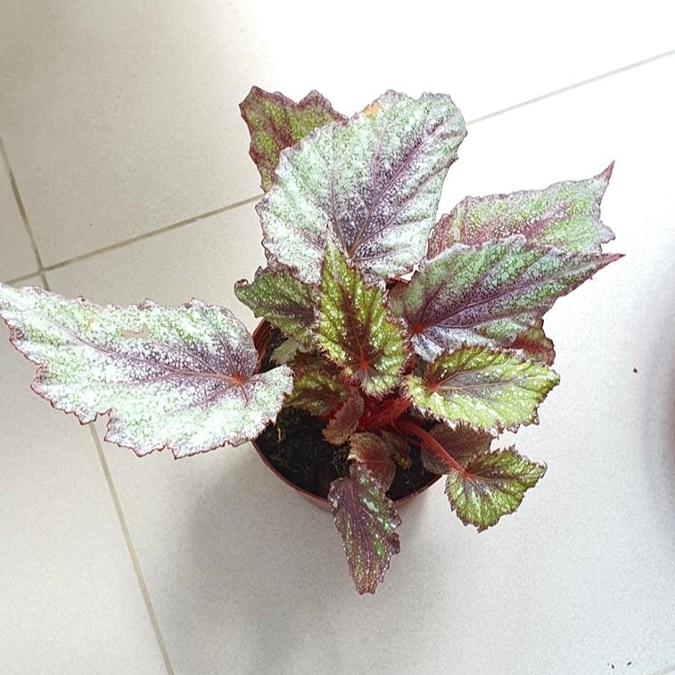 Begonia Rex Purple Glitters, Furniture & Home Living, Gardening, Plants &  Seeds on Carousell