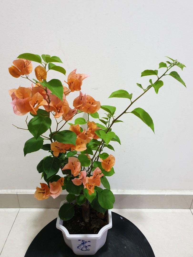 Bougainvillea ( orange flower), Furniture & Home Living, Gardening, Plants  & Seeds on Carousell