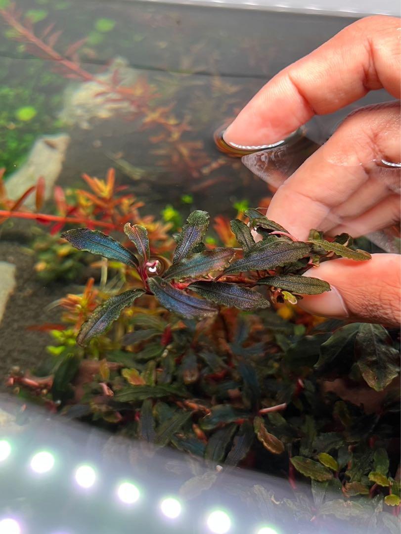 Bucephalandra Kedagang, Furniture & Home Living, Gardening, Plants