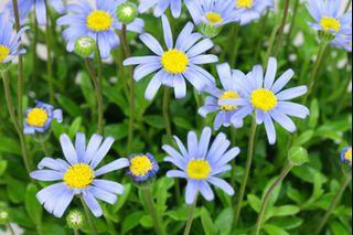 Flowering plant - Felicia Amelloides / Blue Daisy Bush, Blue Felicia (15cm pot)