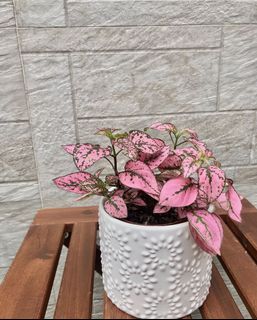 （分類：）位於 。 由 cc113_belice_backyard 提交（商品編號 1151467393，圖片 1）。簡介： 。