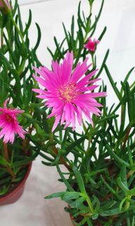 Lampranthus Roseus / Rosy Dew plant, Mini Ice plant (15cm pot)