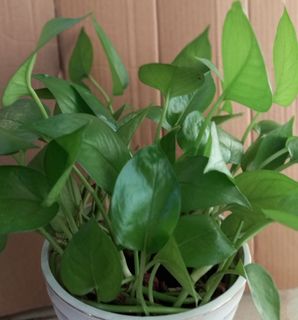 (Category: ) located in . Submitted by plants888 (Listing ID 1151536013, Image 1). Description: .