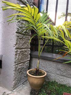 Palm Plant with ceramic pot