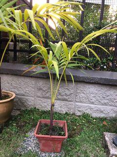 Palm Plant with plastic post