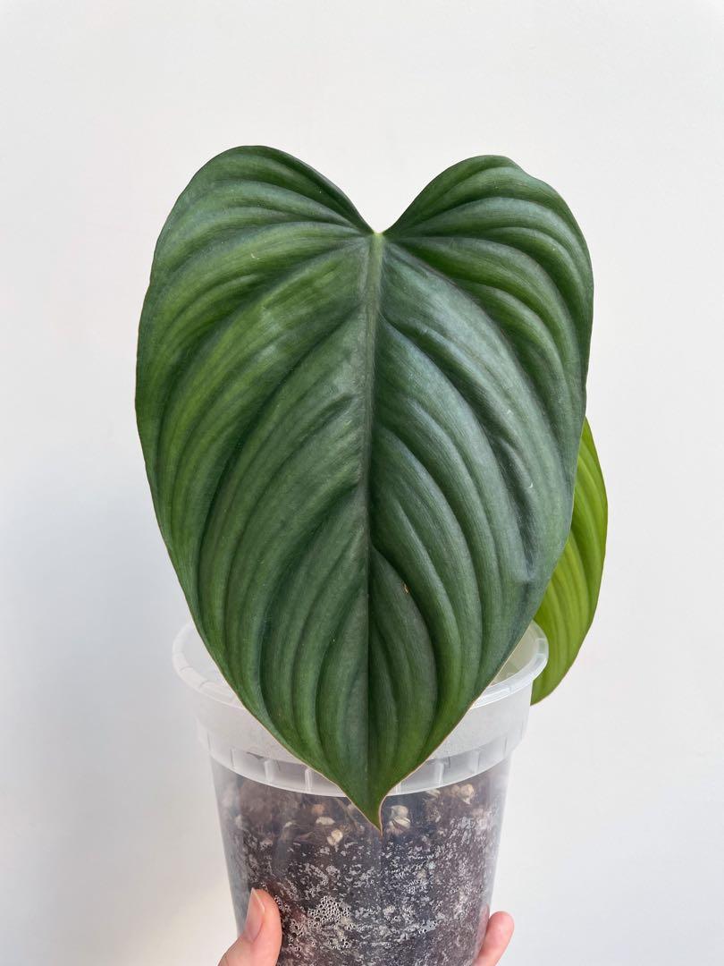 Philodendron sp Colombia Silver Rare