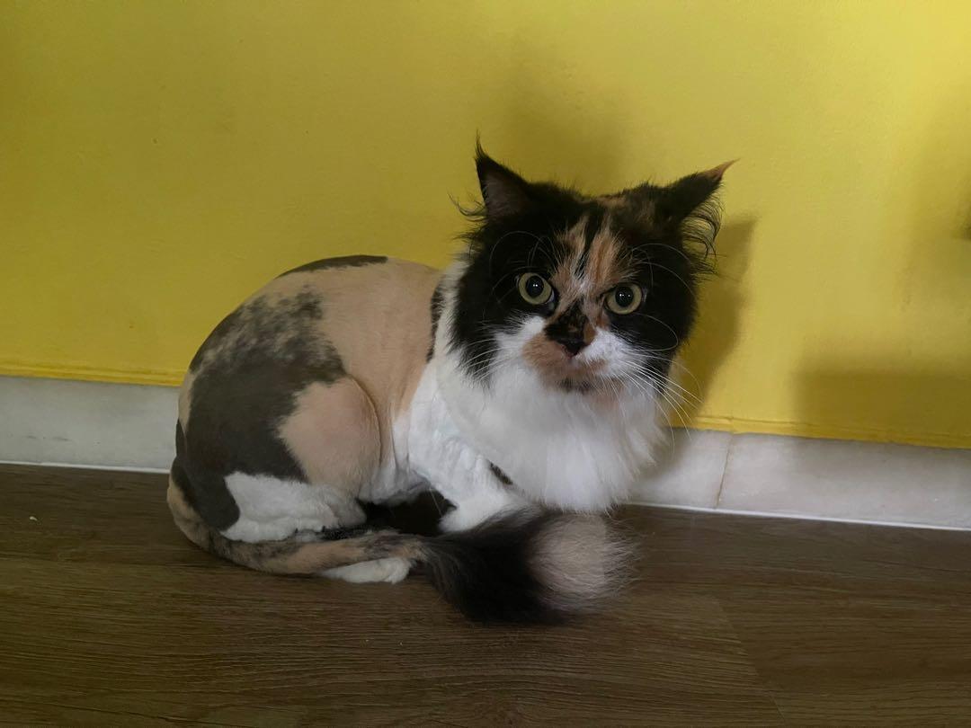 Affordable hotsell cat grooming