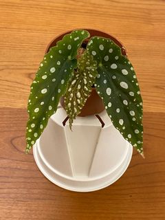 (Category: ) located in . Submitted by ym.liu (Listing ID 1151684539, Image 1). Description: .