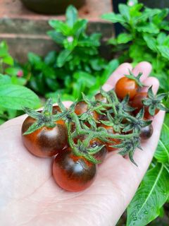 (Category: ) located in . Submitted by simplyseeds (Listing ID 1151746085, Image 1). Description: .