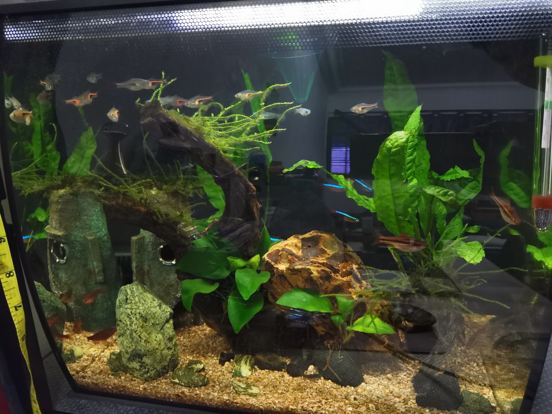 Fluval flex 9 gallon hotsell