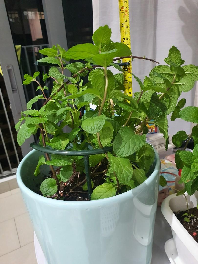 MINT PLANT, Furniture & Home Living, Gardening, Plants & Seeds on Carousell