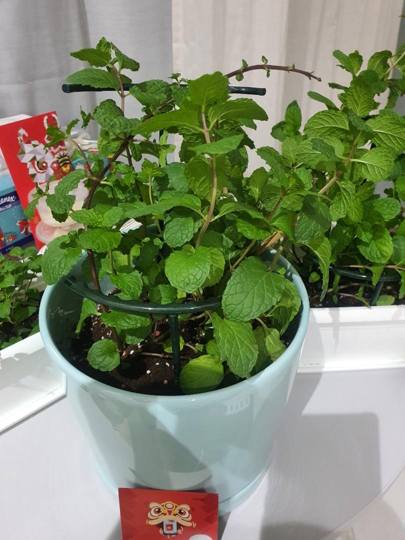 MINT PLANT, Furniture & Home Living, Gardening, Plants & Seeds on Carousell