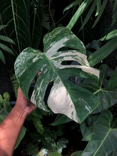 (Category: ) located in . Submitted by leafhomestudio (Listing ID 1151753760, Image 1). Description: .