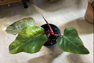 (Category: ) located in . Submitted by caikk (Listing ID 1151801709, Image 1). Description: .