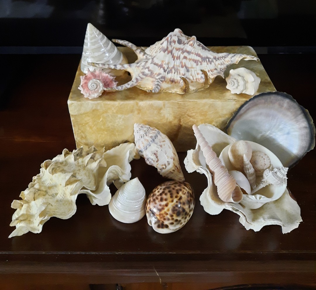 Seashell collection, Hobbies & Toys, Memorabilia & Collectibles ...