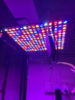 45W Dimmable Grow Lights with Timer