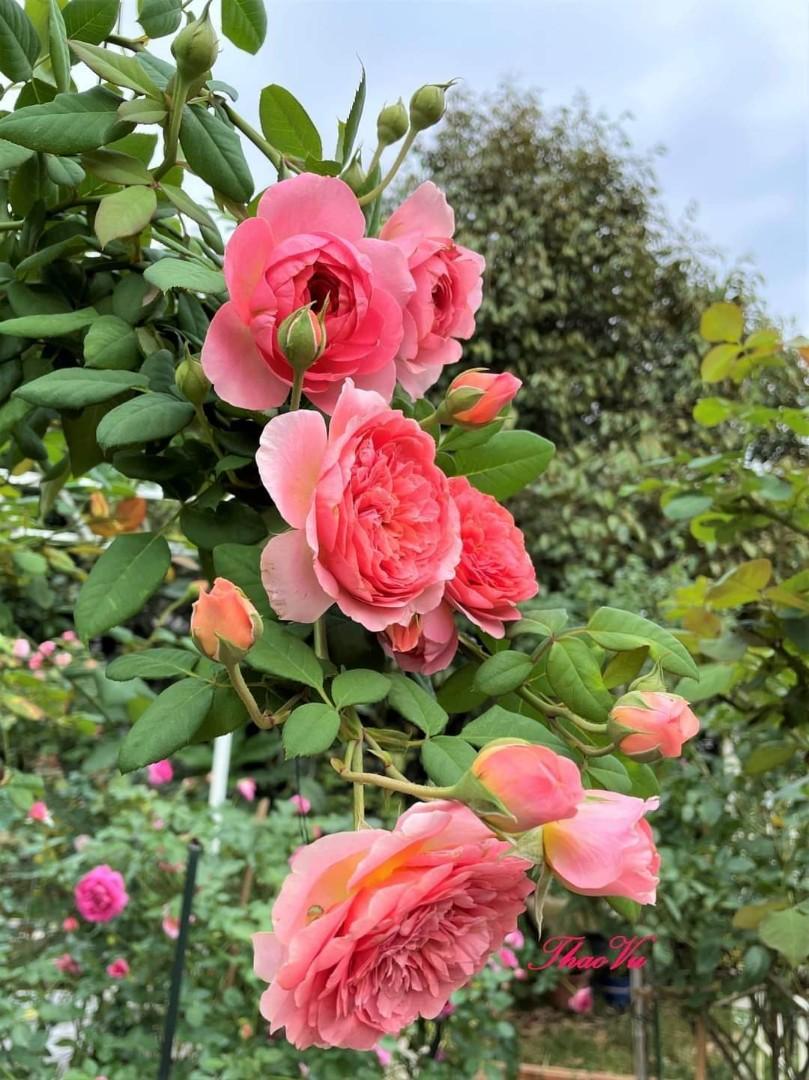 Hoa hồng Ngoại Amandine Chanel màu hồng cam cực yêu thích tai vườn hồng  Bích Thủy  YouTube