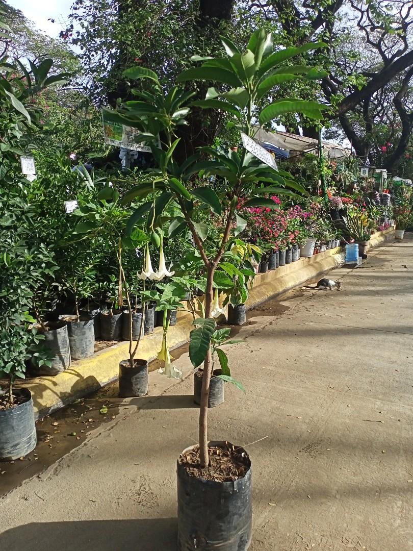 Catimon Tree CATIMON MANGO DWARF, Furniture & Home Living, Gardening, Plants & Seeds ...