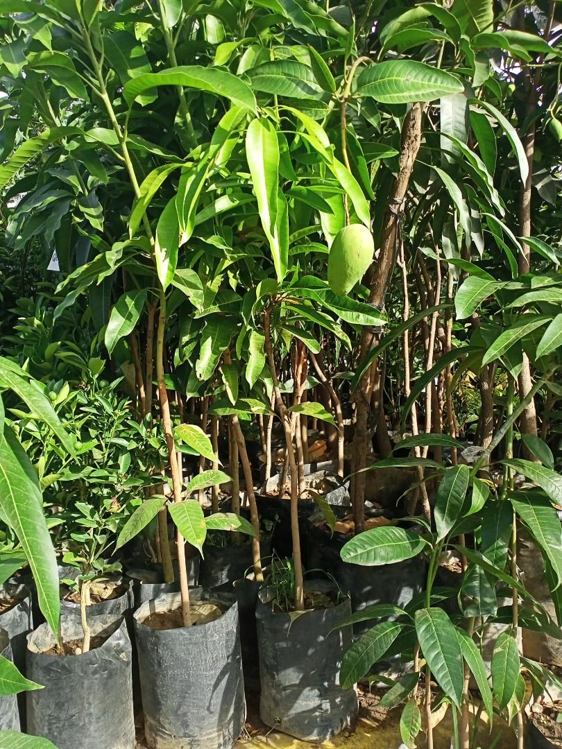 Catimon Tree CATIMON MANGO DWARF, Furniture & Home Living, Gardening, Plants & Seeds ...