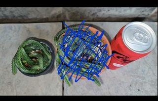 Echidnopsis malum, ( succulent ),