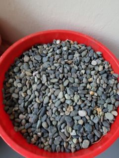 (Category: ) located in . Submitted by piperomia (Listing ID 1151894240, Image 1). Description: .