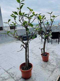 （分類：）位於 。 由 marcmab 提交（商品編號 1151894848，圖片 1）。簡介： 。