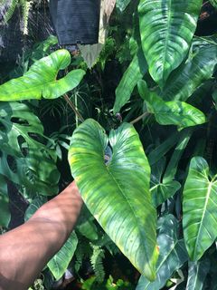 (Category: ) located in . Submitted by leafhomestudio (Listing ID 1151919167, Image 1). Description: .