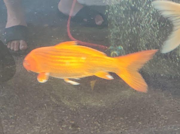 Premium Koi Fishes LIVE Bundle (Category: Homes & Other Pet Accessories) located in Las Pinas. Submitted by sunshinebb23 (Listing ID 1151933620, Image 3). Description: 800 pesos each Very healthy Big sizes No diseases Beautiful looks Can meet up or lalamove to your location These are live animals.